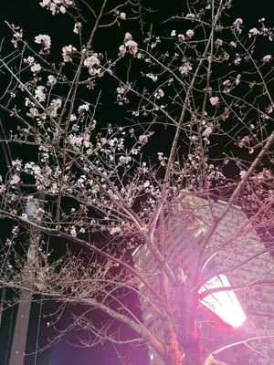 まりのの写メ日記｜トリプルA 吉原高級店ソープ