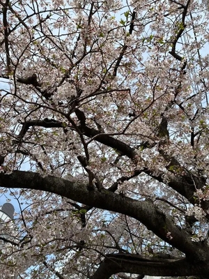 まりのの写メ日記｜トリプルA 吉原高級店ソープ