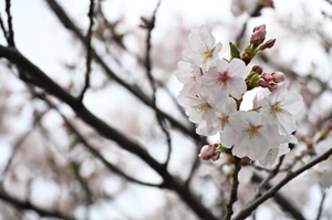 ななはの写メ日記｜トリプルA 吉原高級店ソープ