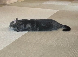 うさぎの写メ日記｜トリプルA 吉原高級店ソープ