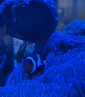 こころの写メ日記｜トリプルA 横浜高級店ソープ