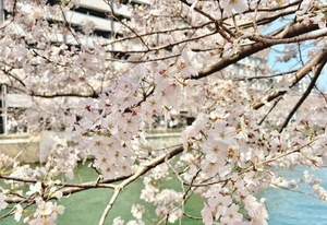 ななの写メ日記｜トリプルA 横浜高級店ソープ