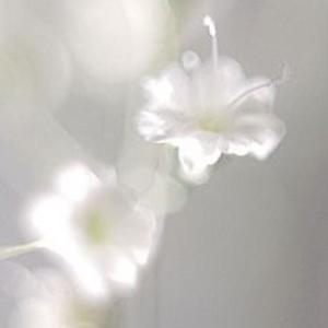 つゆの写メ日記｜アクアマリン 吉原格安店ソープ