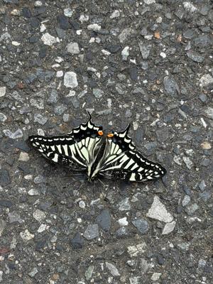 かなたの写メ日記｜ビッグマン 吉原大衆店ソープ