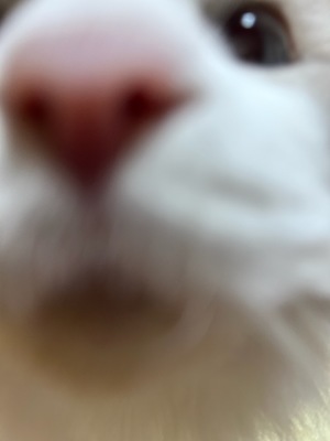 涼子の写メ日記｜シャトーペトラ 吉原大衆店ソープ