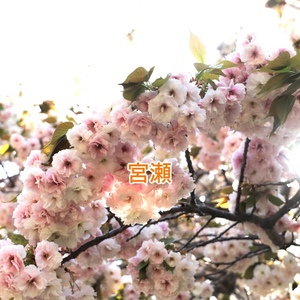 宮瀬えりかの写メ日記｜シャトーペトラ 吉原大衆店ソープ