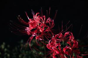 りりこの写メ日記｜シャトーペトラ 吉原大衆店ソープ