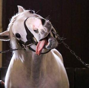 柚葉の写メ日記｜シャトーペトラ 吉原大衆店ソープ