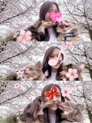 葵の写メ日記｜シャトーペトラ 吉原大衆店ソープ