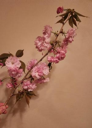 青山せりの写メ日記｜シャトーペトラ 吉原大衆店ソープ