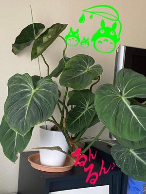 進藤の写メ日記｜シャトーペトラ 吉原大衆店ソープ