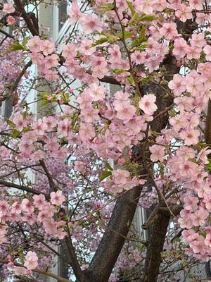 進藤の写メ日記｜シャトーペトラ 吉原大衆店ソープ