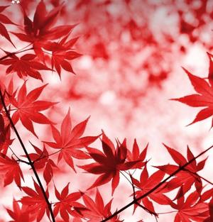 茜の写メ日記｜シャトーペトラ 吉原大衆店ソープ