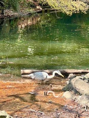 茜の写メ日記｜シャトーペトラ 吉原大衆店ソープ
