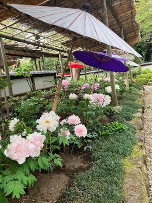 茜の写メ日記|シャトーペトラ 吉原大衆店ソープ