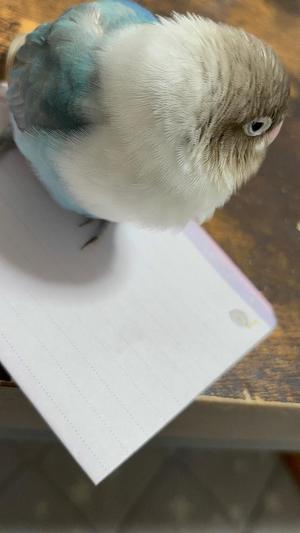 ひなみの写メ日記｜クラブ貴公子 吉原大衆店ソープ