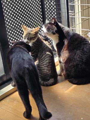 おとはの写メ日記｜クラブ貴公子 吉原大衆店ソープ