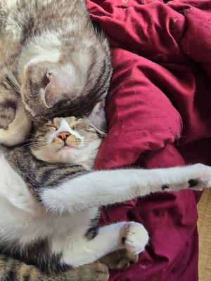 おとはの写メ日記｜クラブ貴公子 吉原大衆店ソープ