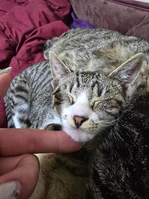 おとはの写メ日記｜クラブ貴公子 吉原大衆店ソープ