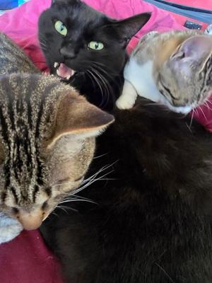 おとはの写メ日記｜クラブ貴公子 吉原大衆店ソープ