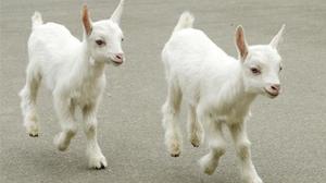 カヲルの写メ日記｜クラブ貴公子 吉原大衆店ソープ