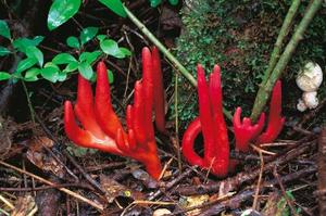 カヲルの写メ日記｜クラブ貴公子 吉原大衆店ソープ