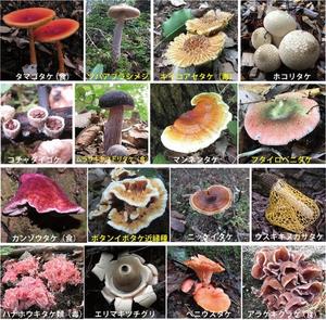 カヲルの写メ日記｜クラブ貴公子 吉原大衆店ソープ