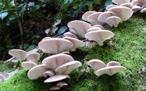 カヲルの写メ日記｜クラブ貴公子 吉原大衆店ソープ