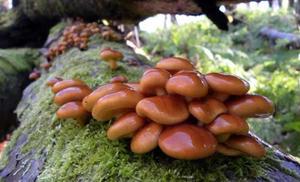 カヲルの写メ日記｜クラブ貴公子 吉原大衆店ソープ