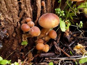 カヲルの写メ日記｜クラブ貴公子 吉原大衆店ソープ