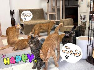 はるの写メ日記｜クラブ貴公子 吉原大衆店ソープ