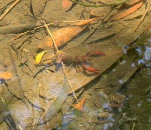 瑞穂の写メ日記｜クラブ貴公子 吉原大衆店ソープ