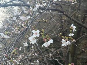 瑞穂の写メ日記｜クラブ貴公子 吉原大衆店ソープ