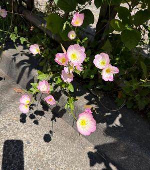 瑞穂の写メ日記｜クラブ貴公子 吉原大衆店ソープ