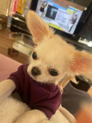 花風（はなか）の写メ日記｜クラブオアシス 吉原大衆店ソープ