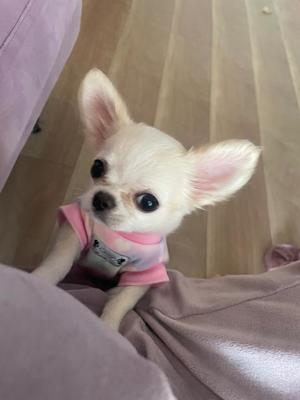 花風（はなか）の写メ日記｜クラブオアシス 吉原大衆店ソープ