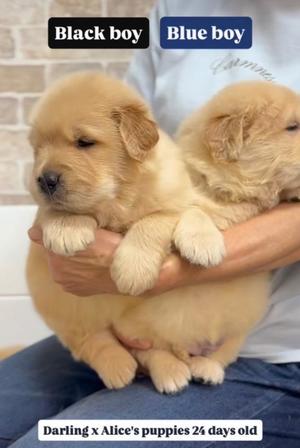 莉嘉の写メ日記｜クラブオアシス 吉原大衆店ソープ