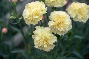 りこの写メ日記｜クラブオアシス 吉原大衆店ソープ