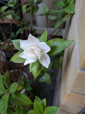 淳（じゅん）の写メ日記｜クラブオアシス 吉原大衆店ソープ