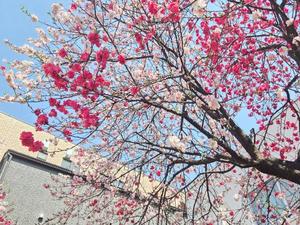 ひかるの写メ日記｜クラブオアシス 吉原大衆店ソープ