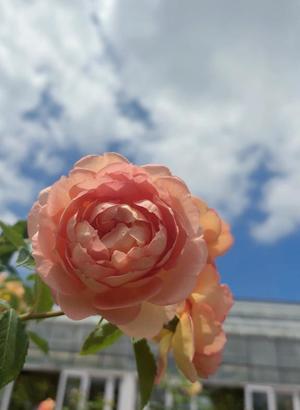 このはの写メ日記｜クラブオアシス 吉原大衆店ソープ