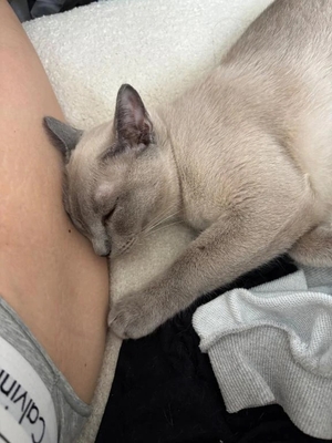 つばきの写メ日記｜コルドンブルー 吉原高級店ソープ