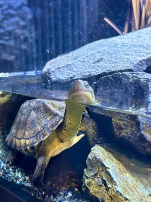 つばきの写メ日記｜コルドンブルー 吉原高級店ソープ