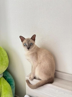 つばきの写メ日記｜コルドンブルー 吉原高級店ソープ