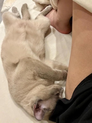 つばきの写メ日記｜コルドンブルー 吉原高級店ソープ