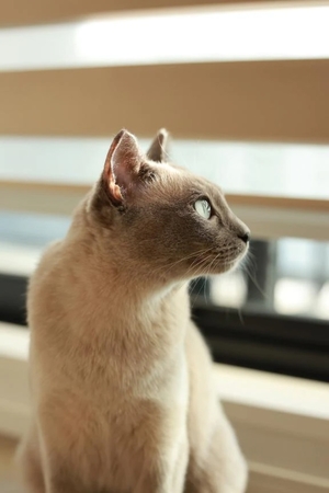 つばきの写メ日記｜コルドンブルー 吉原高級店ソープ