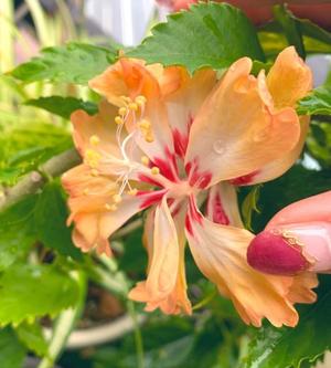 一ノ瀬　あやこの写メ日記｜エル・カーヒル 秘密の刻 吉原高級店ソープ