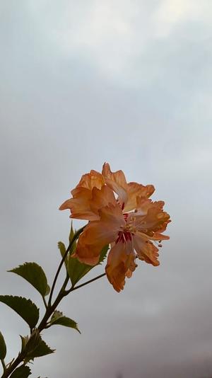 一ノ瀬　あやこの写メ日記｜エル・カーヒル 秘密の刻 吉原高級店ソープ