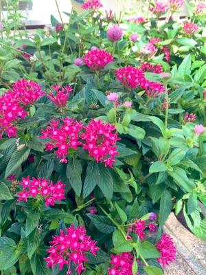 一ノ瀬　あやこの写メ日記｜エル・カーヒル 秘密の刻 川崎高級店ソープ