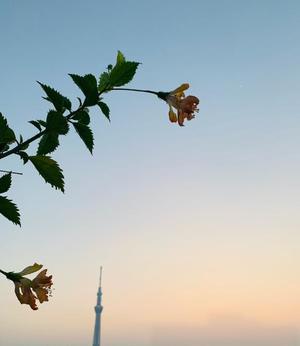 一ノ瀬　あやこの写メ日記｜エル・カーヒル 秘密の刻 川崎高級店ソープ